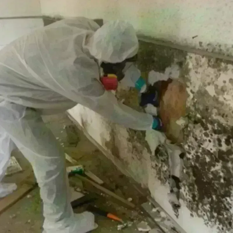 Mold Remediation and Removal in Emporia, VA